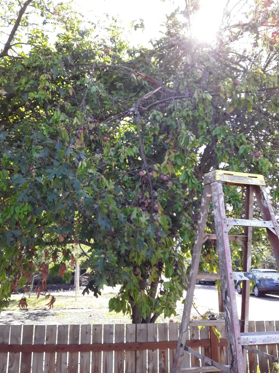 ADAPT MOTS only Madrone - Thumbnail 4