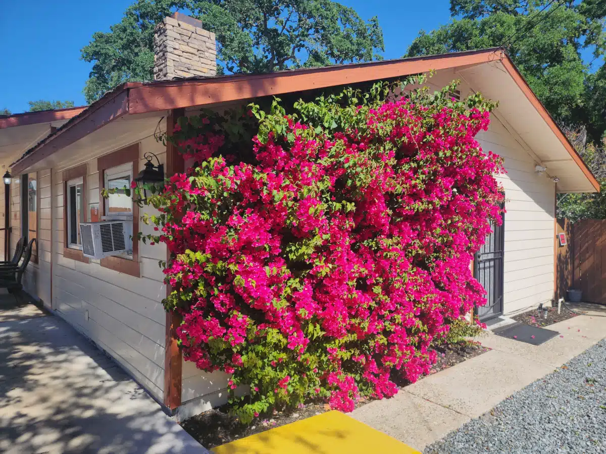 Bella Nirvana Center Inc - Thumbnail 8