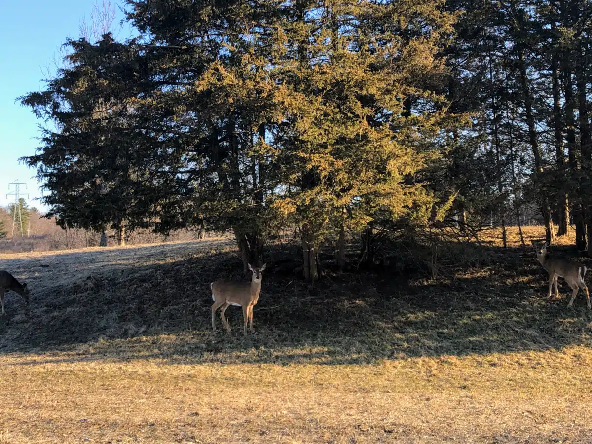 Cornerstone of Rhinebeck - Thumbnail 9