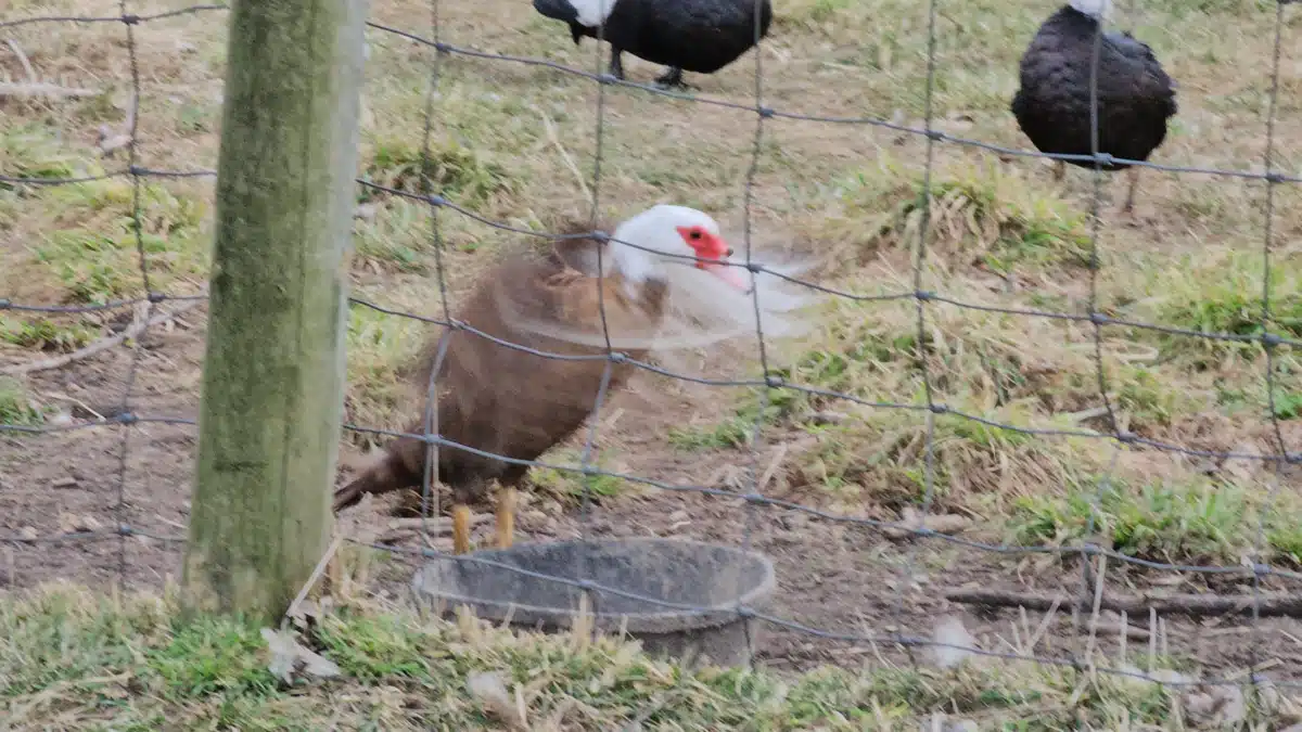 Dawn Inc - Thumbnail 3