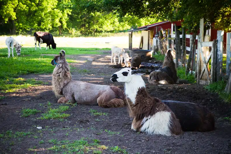 Dawn Inc - Thumbnail 8