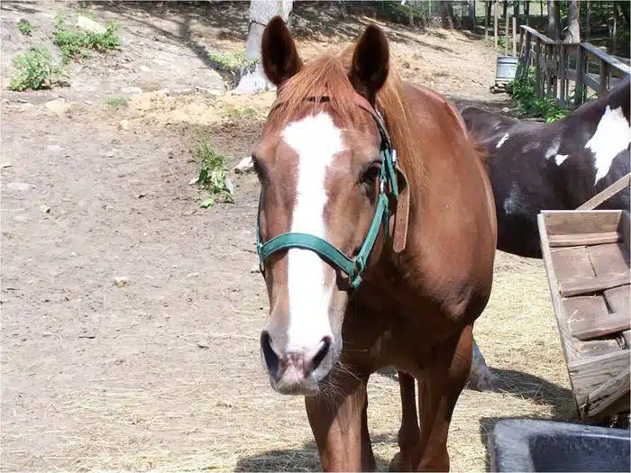 English Mountain Recovery Center - Thumbnail 6