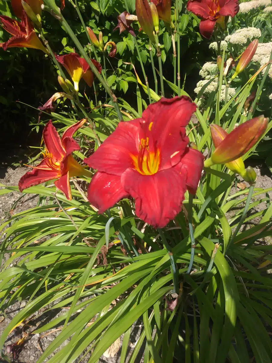 IKRON of Greater Seattle - Thumbnail 2