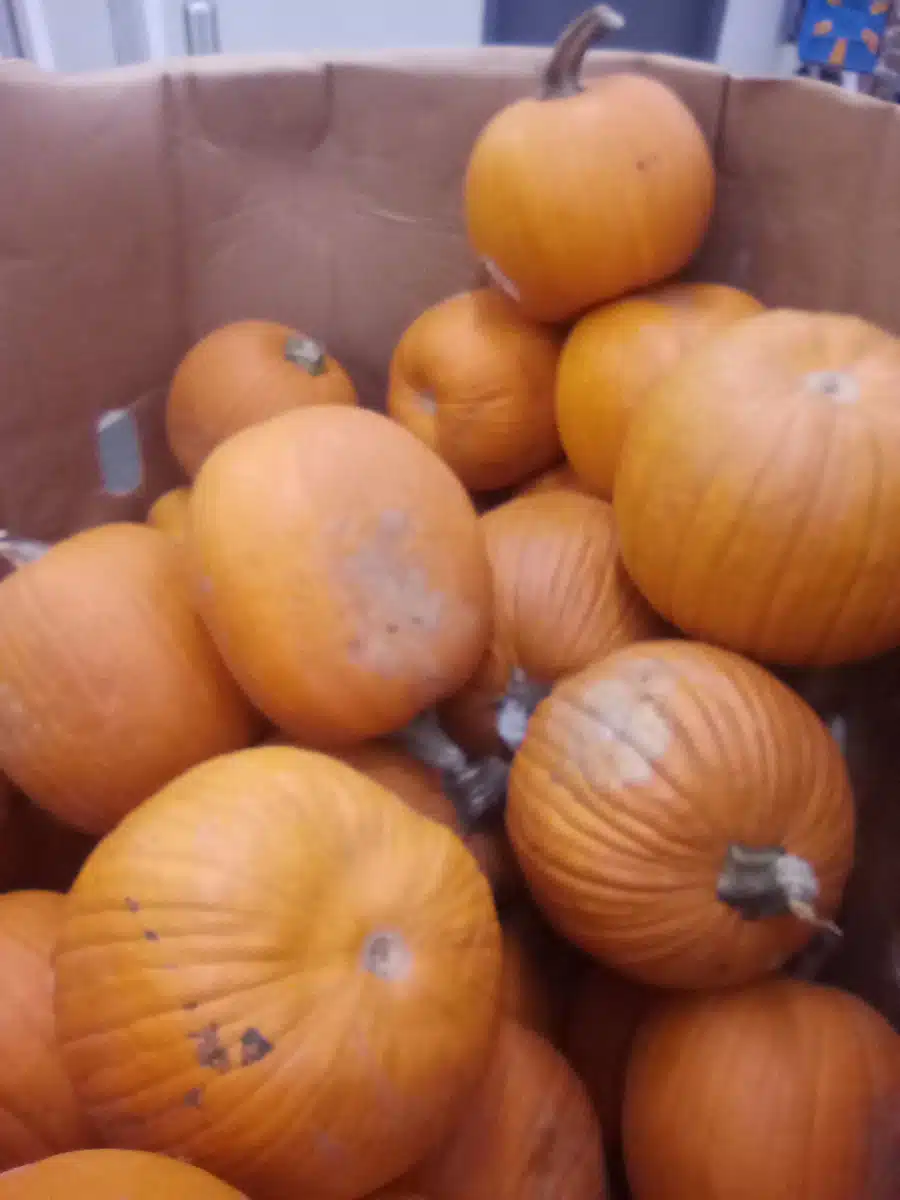 Kokua Support Services