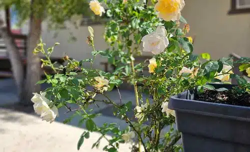 Prescott House Inc - Thumbnail 4