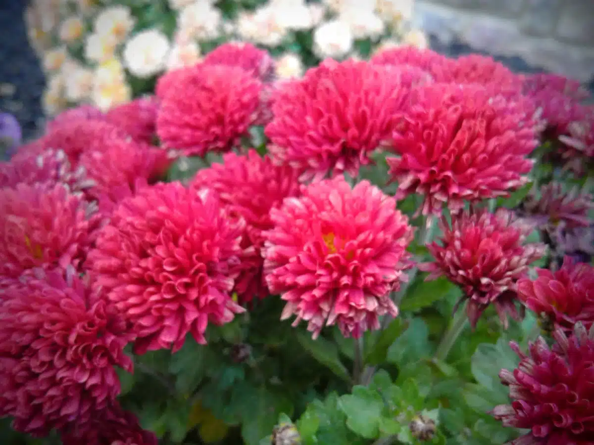 Saint Lukes Penn Foundation - Thumbnail 5