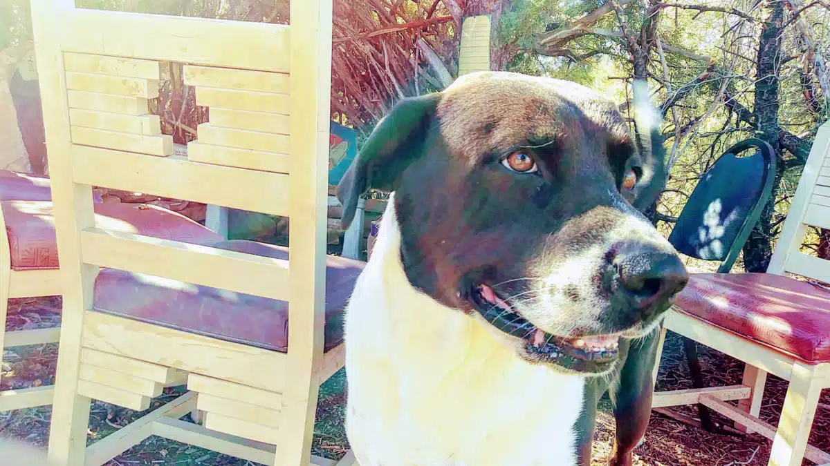 WestCare Nevada Inc - Thumbnail 6